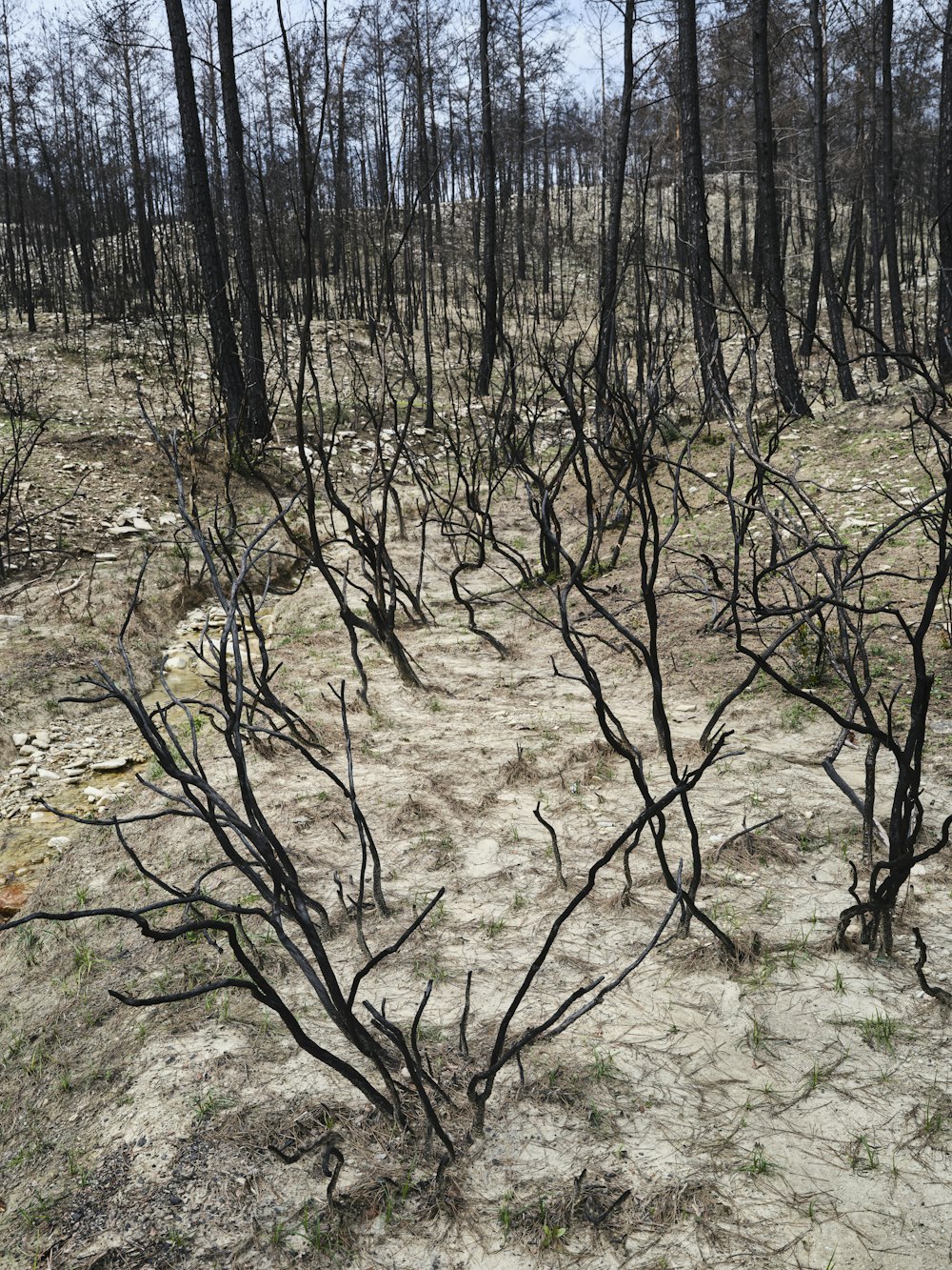 Des arbres morts au milieu d’une forêt brûlée