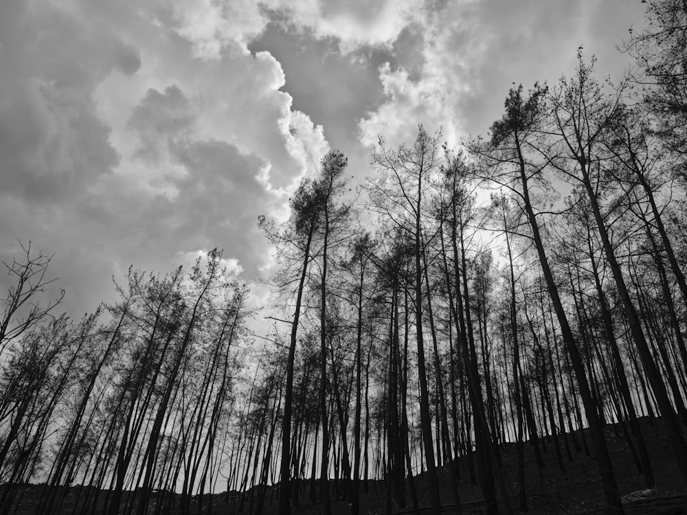 Une photo en noir et blanc d’arbres et de nuages