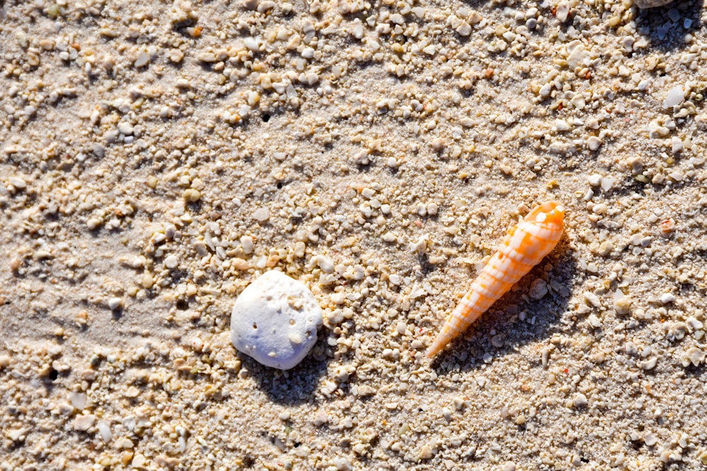 duas conchas e uma concha do mar em uma praia de areia