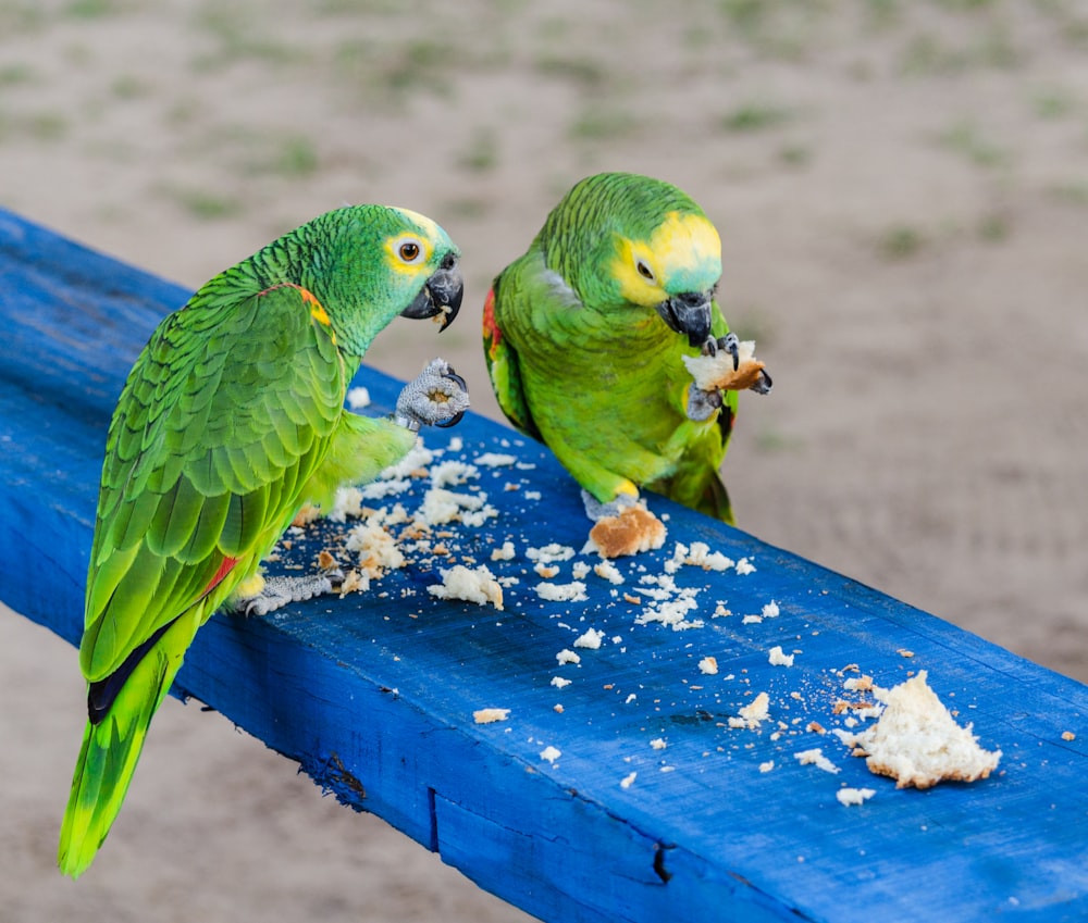 two green parrots eating food off of a blue bench