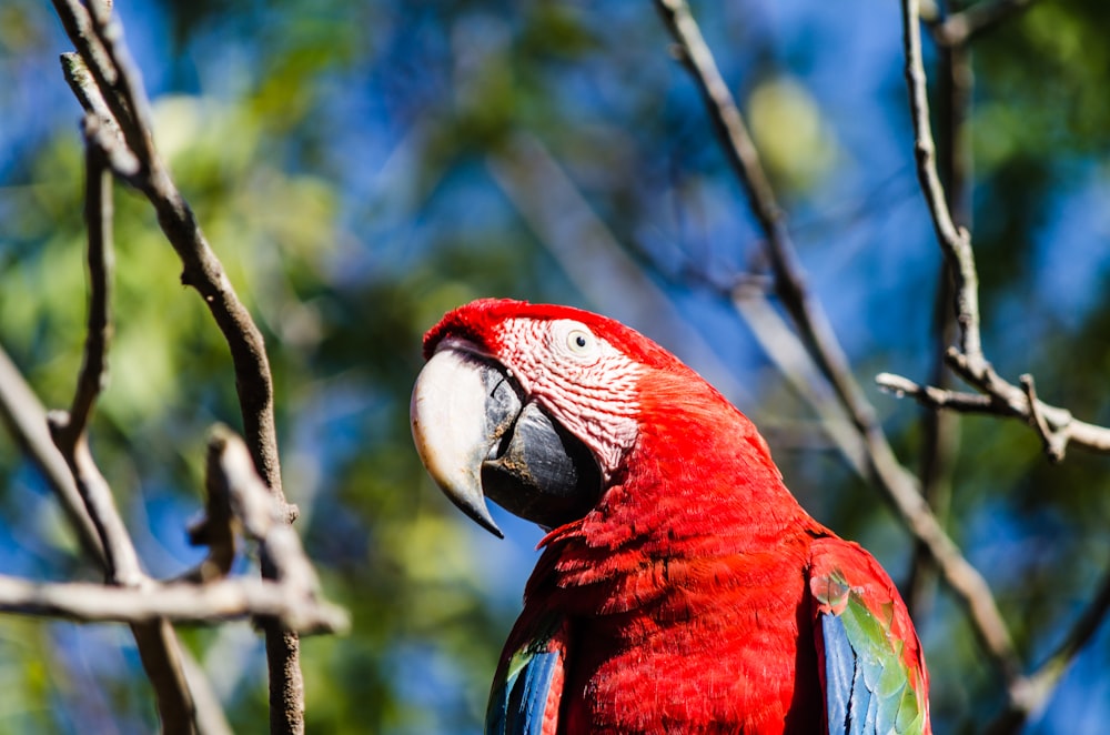 Un pappagallo rosso seduto sulla cima di un ramo dell'albero