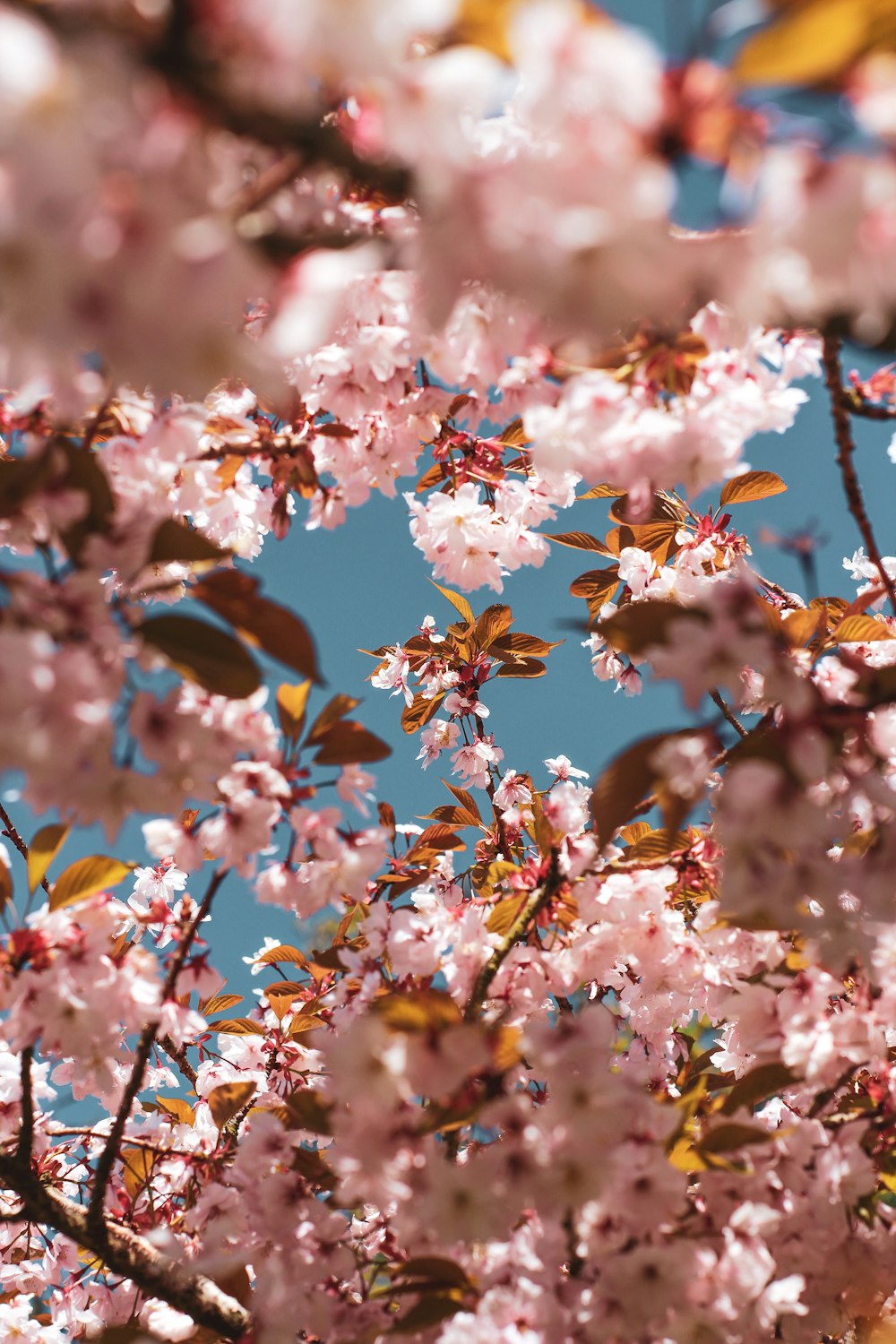 a tree filled with lots of pink flowers