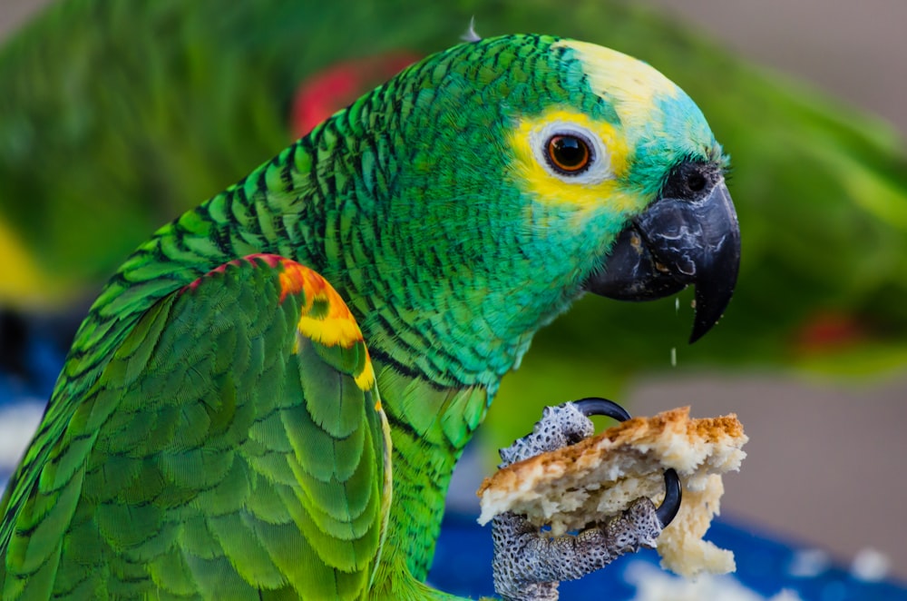 Un primo piano di un pappagallo che mangia un pezzo di torta