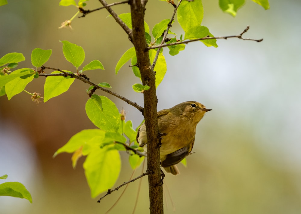 a small bird perched on a branch of a tree