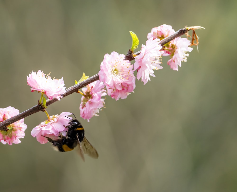 a bee sitting on a branch of a cherry blossom tree