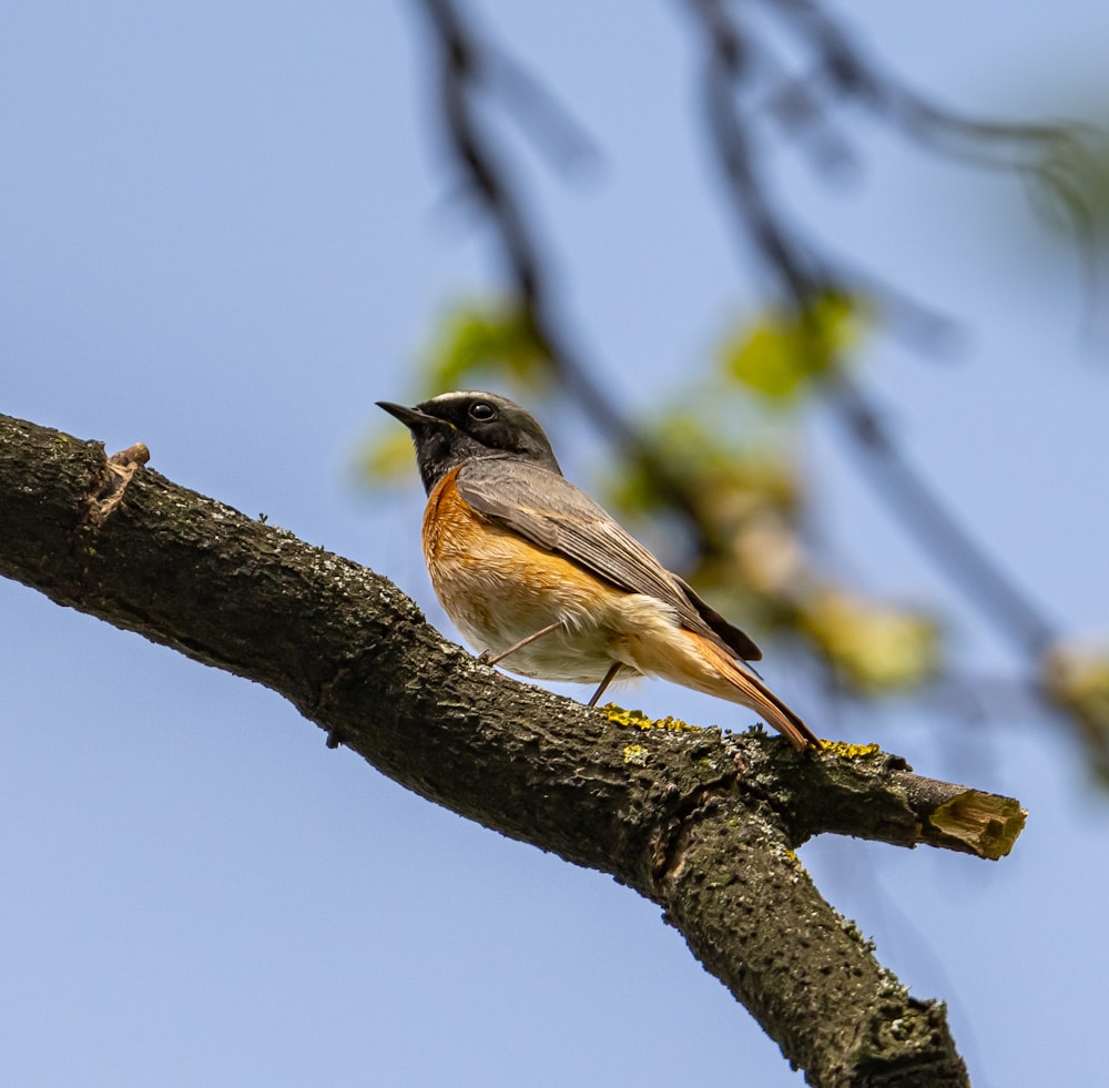 a bird sitting on a branch of a tree