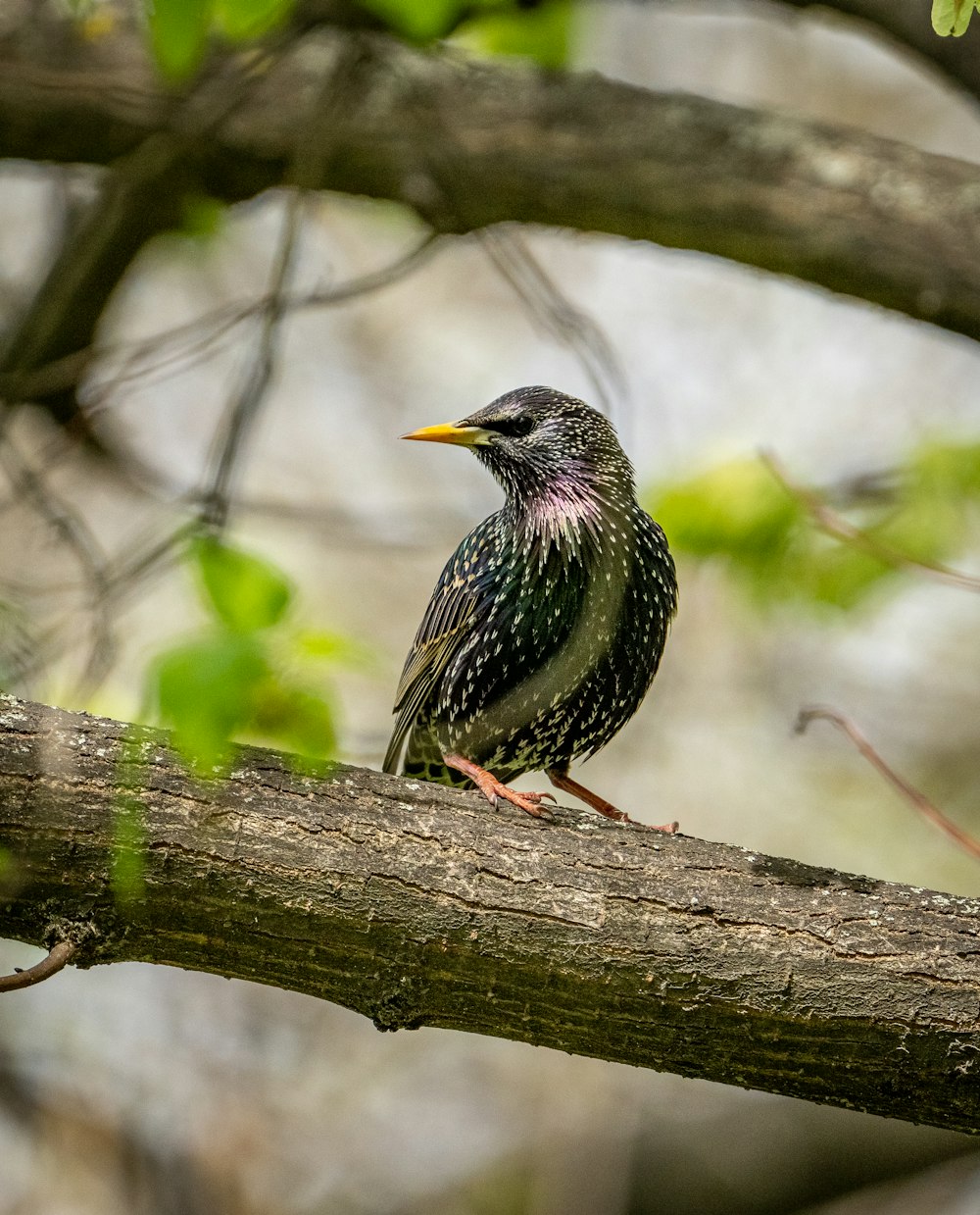 a small bird perched on a tree branch