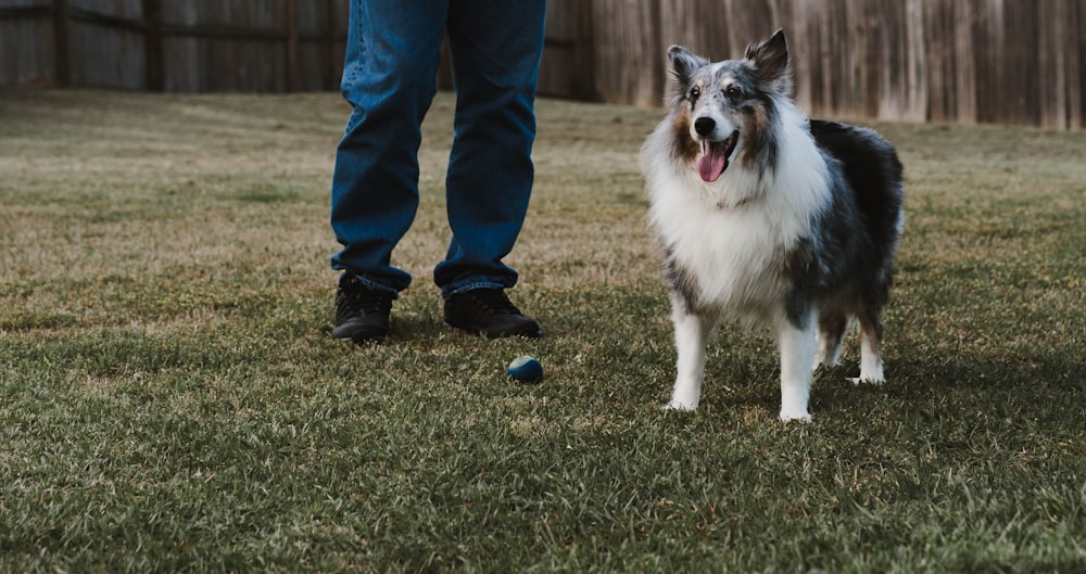 a dog standing next to a person in a yard