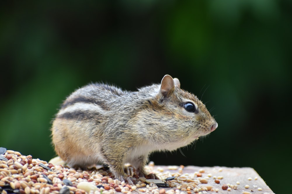 un petit rongeur assis sur une mangeoire à oiseaux