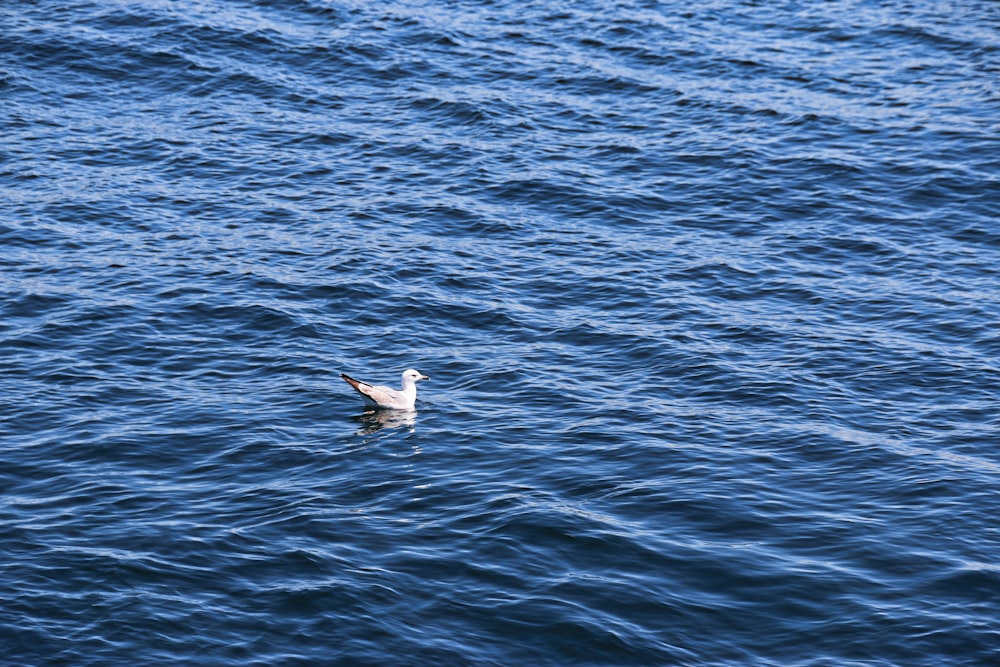 a seagull floating in the middle of a body of water