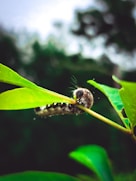 A close-up of a vibrant green caterpillar resting on a leaf, symbolizing the beginning of transformation.