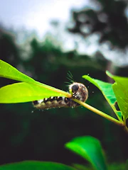 Close-up of a caterpillar feeding on a leaf in a lush garden setting.