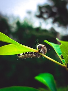 A close-up of a vibrant green caterpillar resting on a leaf, symbolizing the beginning of transformation.