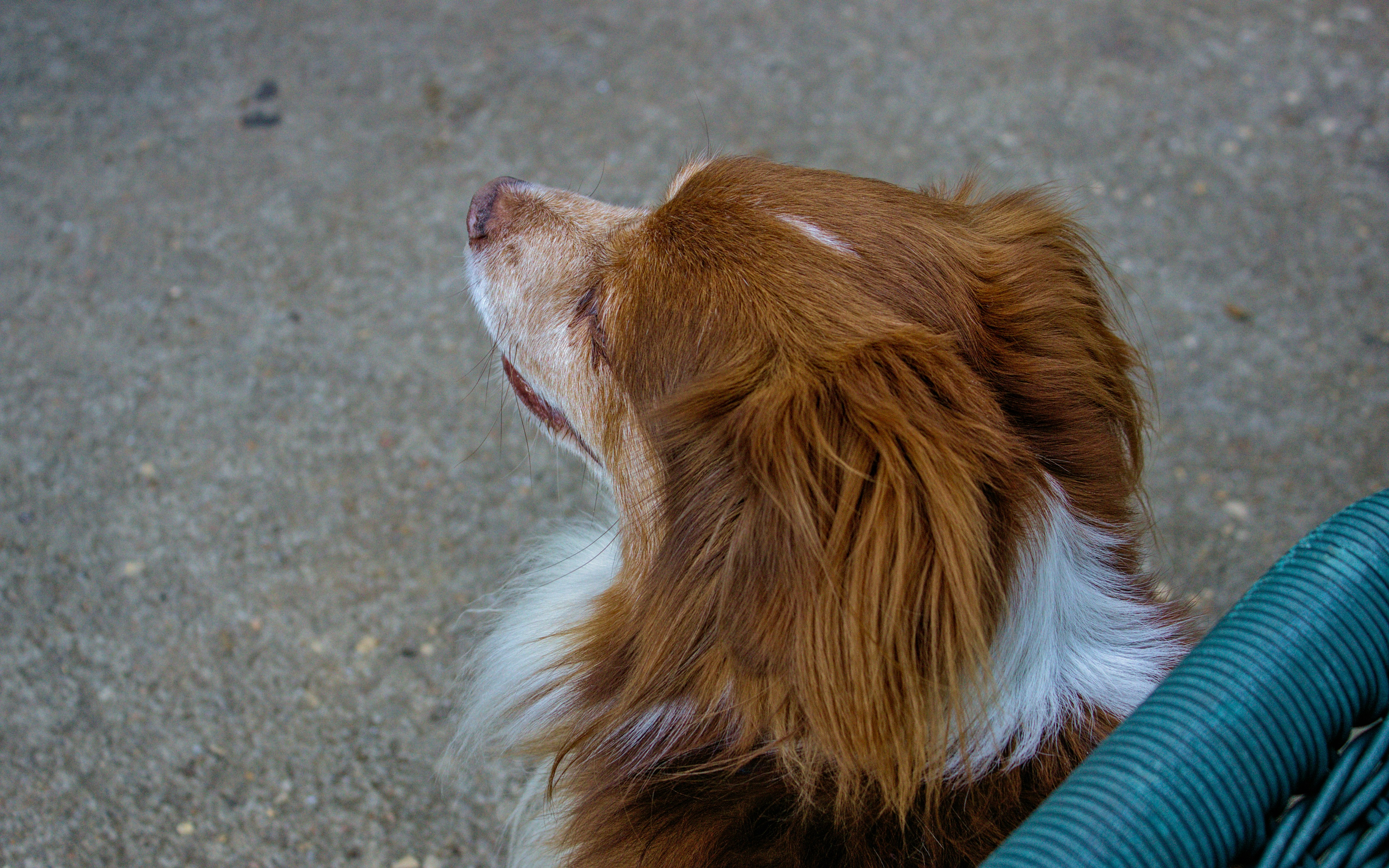 Un cane marrone e bianco che guarda qualcosa