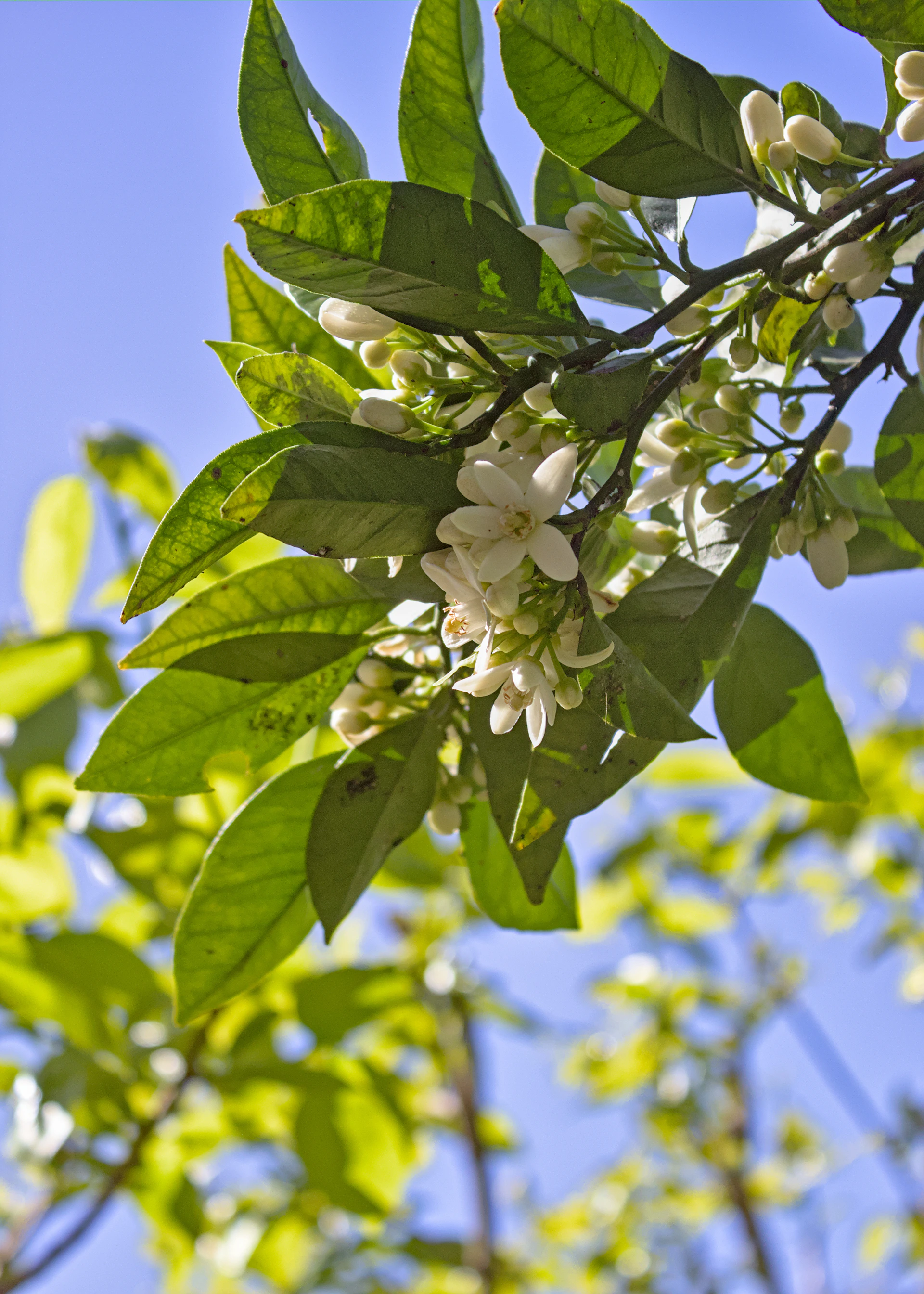 a tree branch with white flowers and green leaves