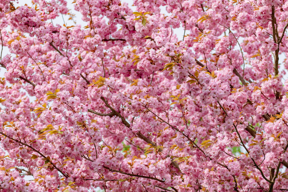 The image shows a close-up view of a tree with pink flowers in full bloom, set against a gray background. The tree has numerous branches and is adorned with clusters of pink flowers that are the main focus of the image. The flowers vary in size and shape, adding to the overall diversity of the scene. The colors in the image are predominantly pink from the flowers and green from the leaves, creating a harmonious balance between the two elements.