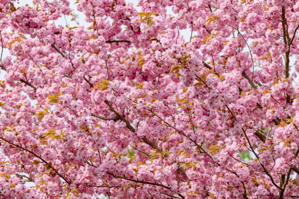 a tree with lots of pink flowers on it