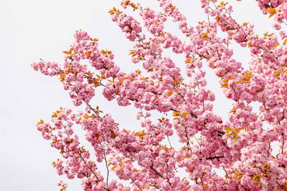 a tree with lots of pink flowers on it