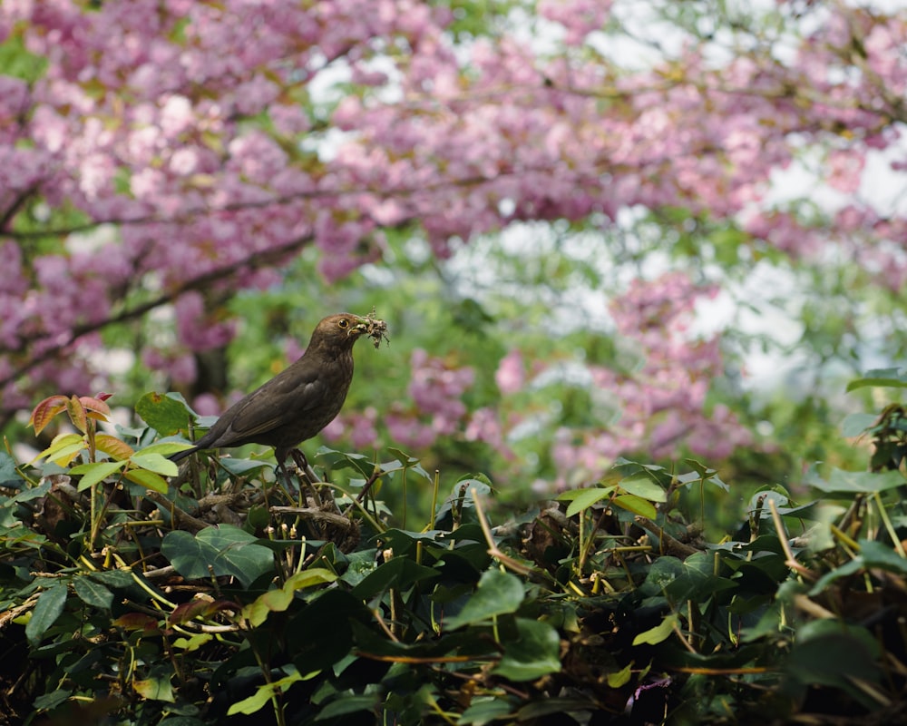 a bird sitting on top of a tree filled with purple flowers