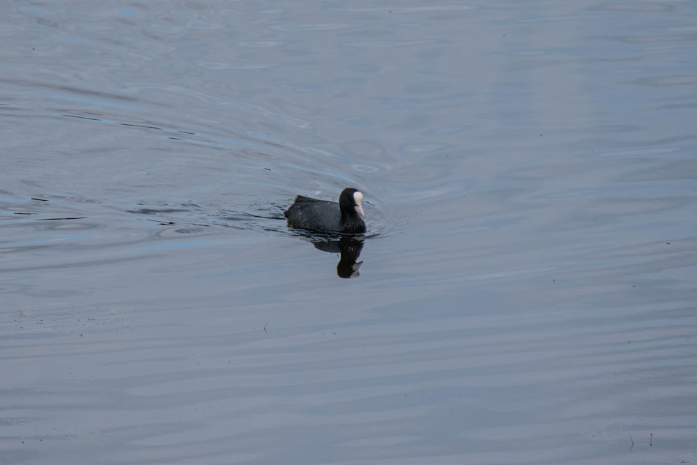 a bird floating on top of a body of water