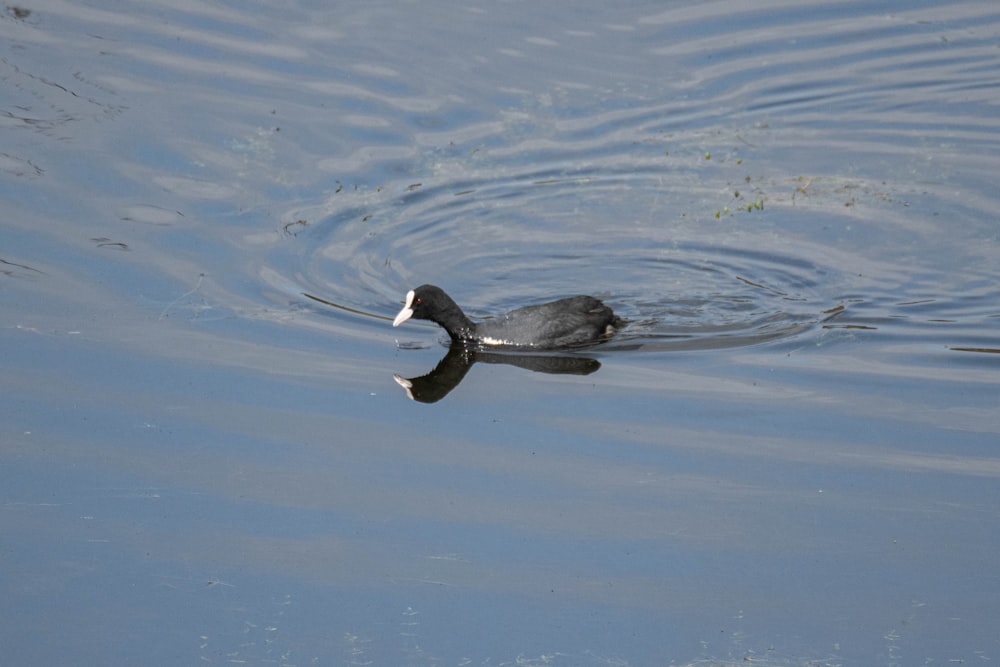 Un pájaro flotando sobre un cuerpo de agua