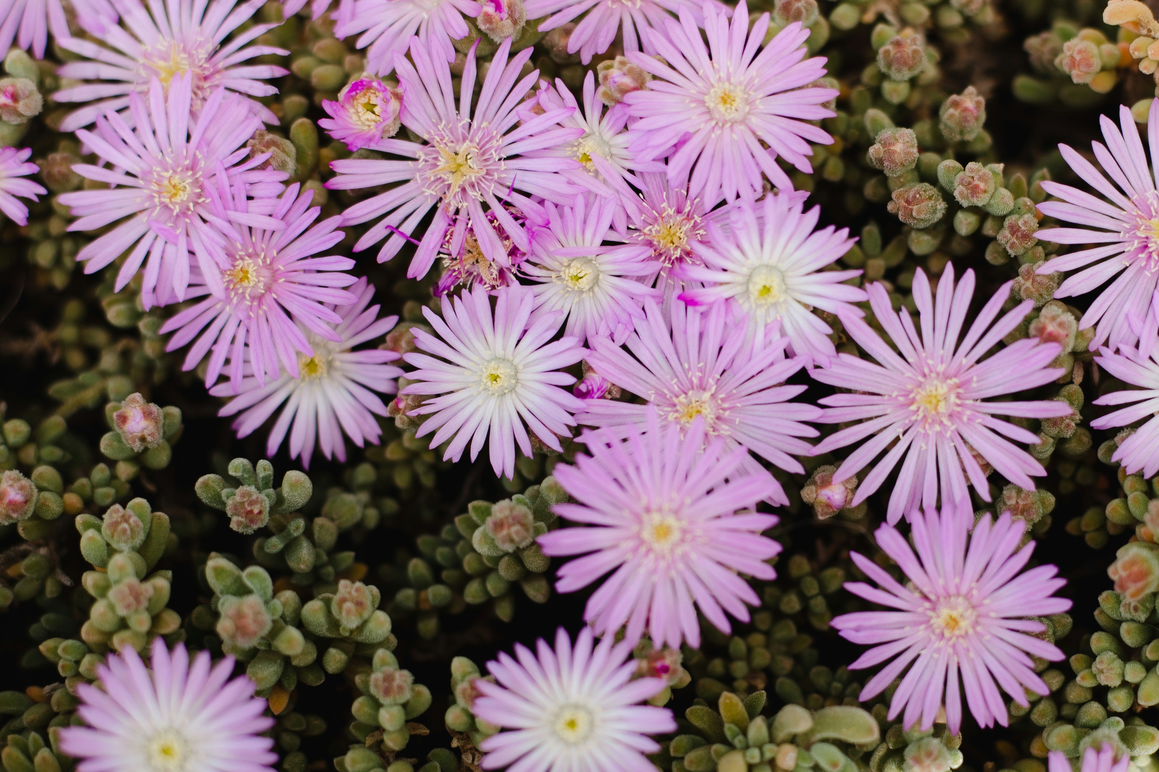 Photo by juliamatuzova