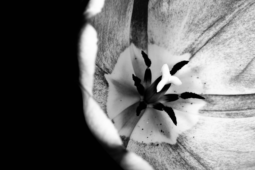 una foto in bianco e nero di un fiore