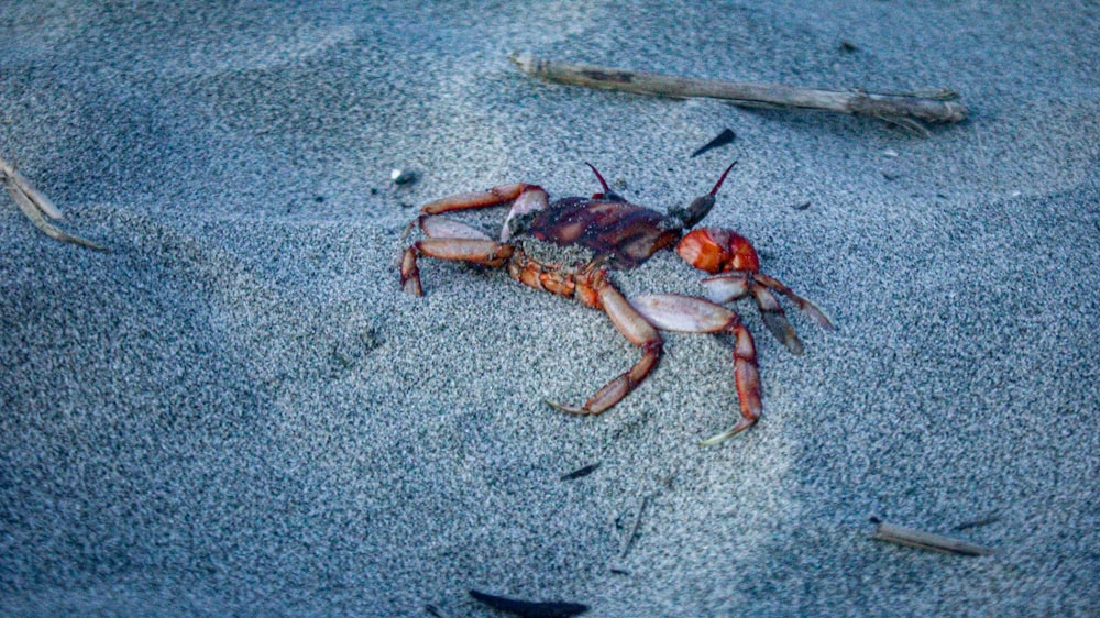 a crab crawling in the sand on the beach