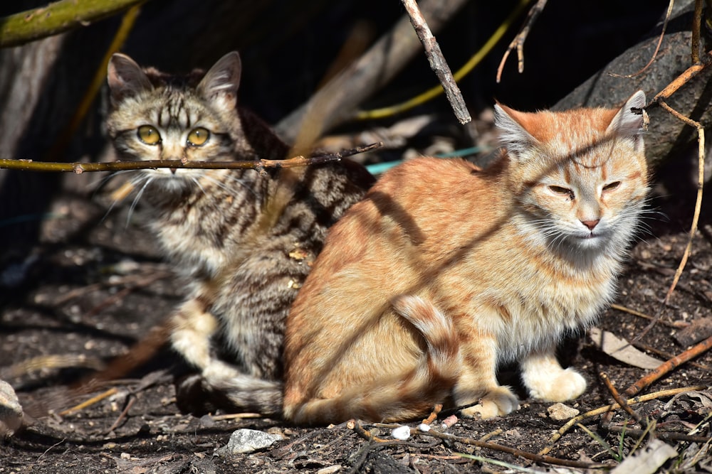 two cats sitting next to each other on the ground