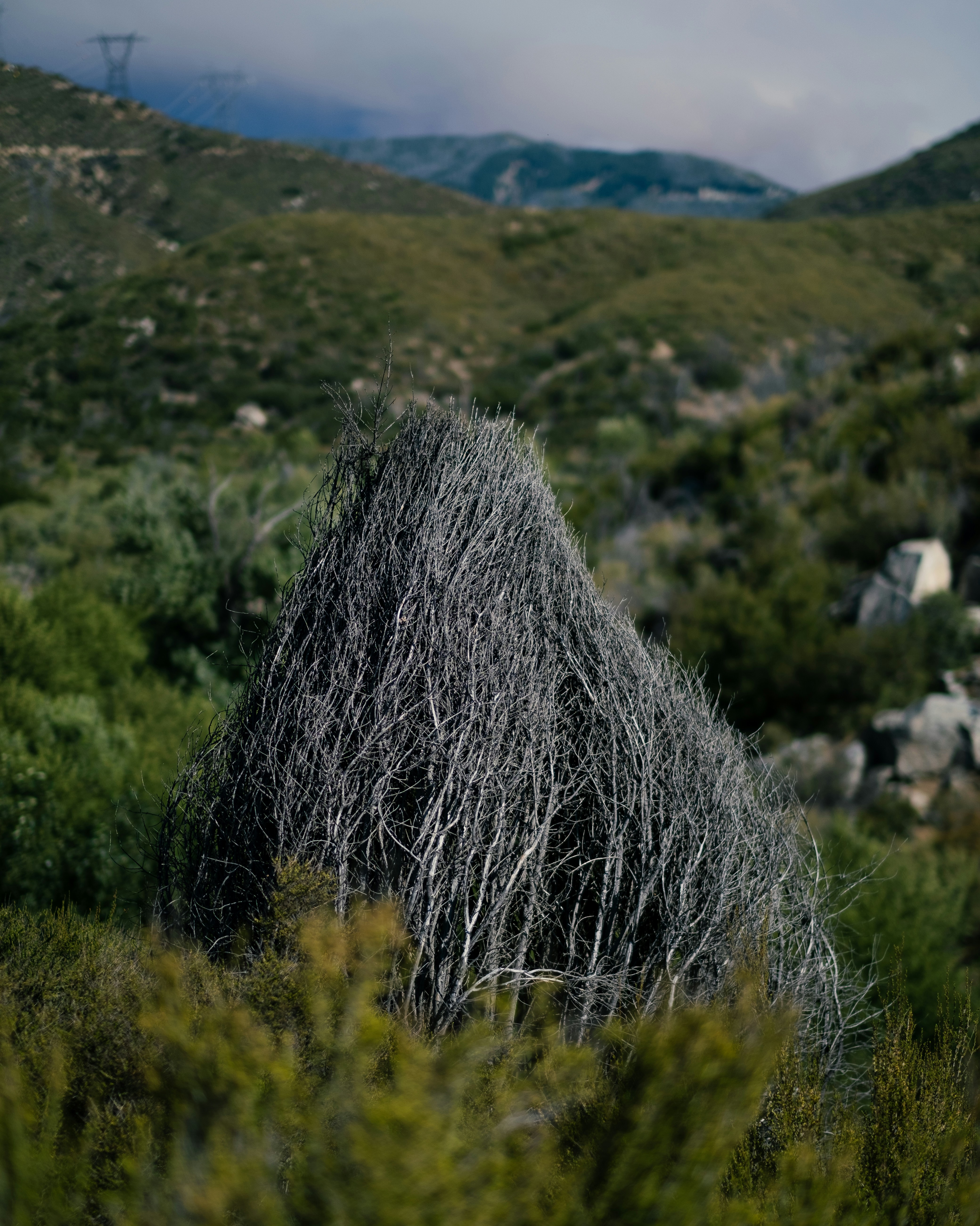 a tree that is in the middle of a field