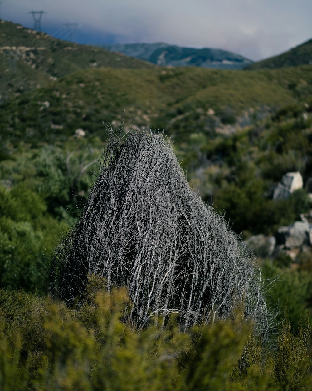 a tree that is in the middle of a field