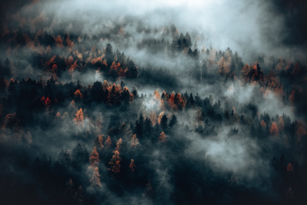 霧の森の空撮