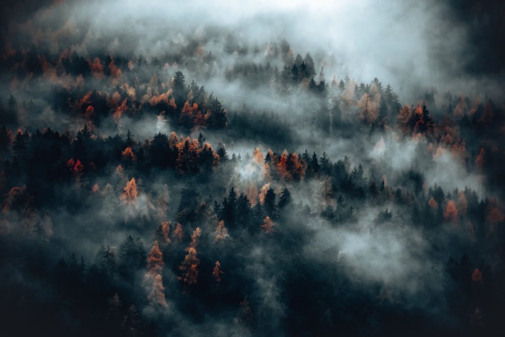 an aerial view of a foggy forest