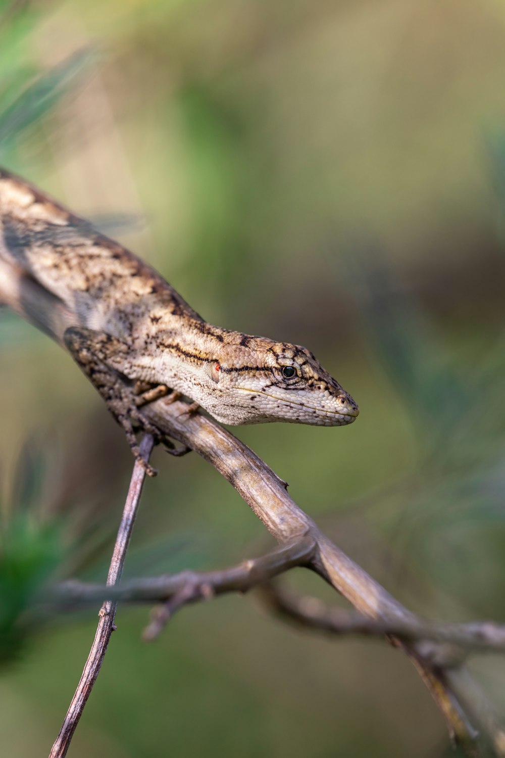 a lizard sitting on top of a tree branch