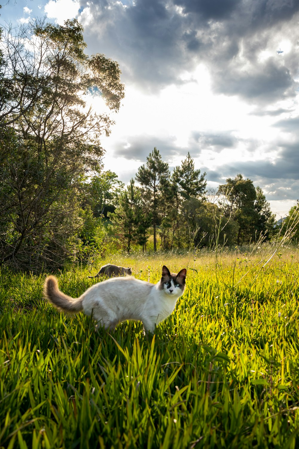 a white and black cat walking in a grassy field
