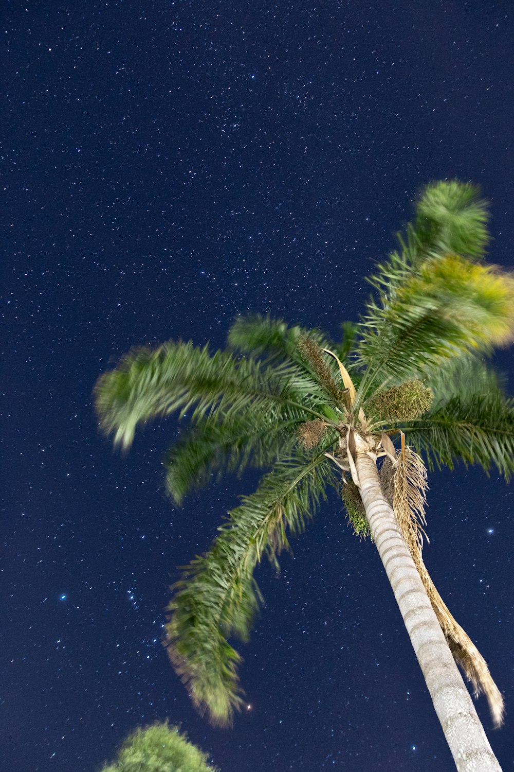 a palm tree with a star filled sky in the background
