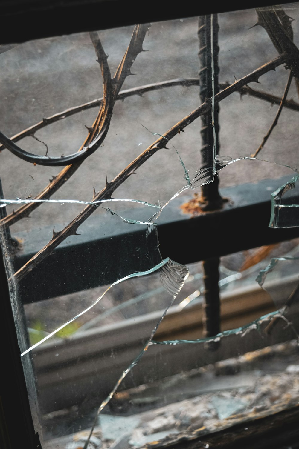 a broken glass window with a tree branch in the background