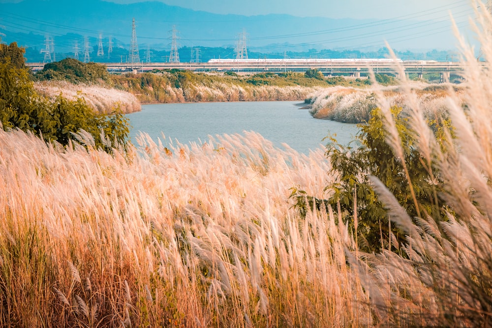 a body of water surrounded by tall grass