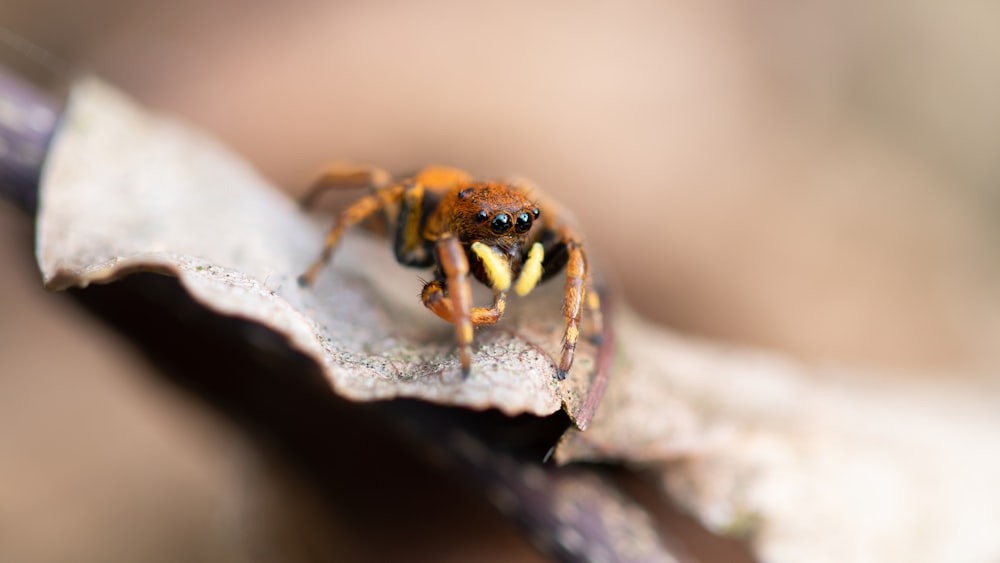 a close up of a bee on a leaf