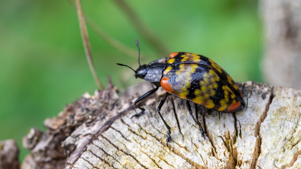 a close up of a beetle on a tree stump