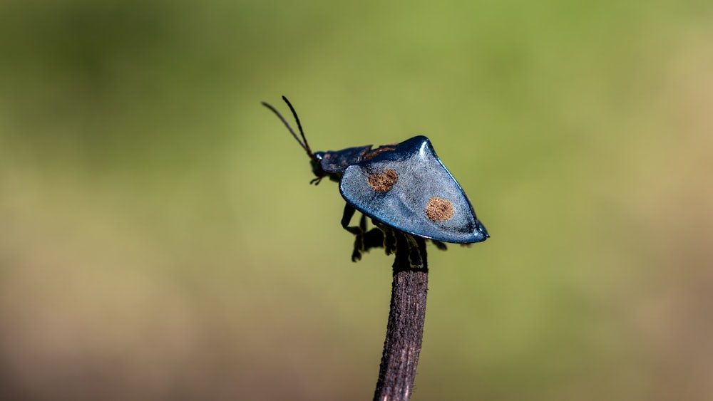a blue bug sitting on top of a plant