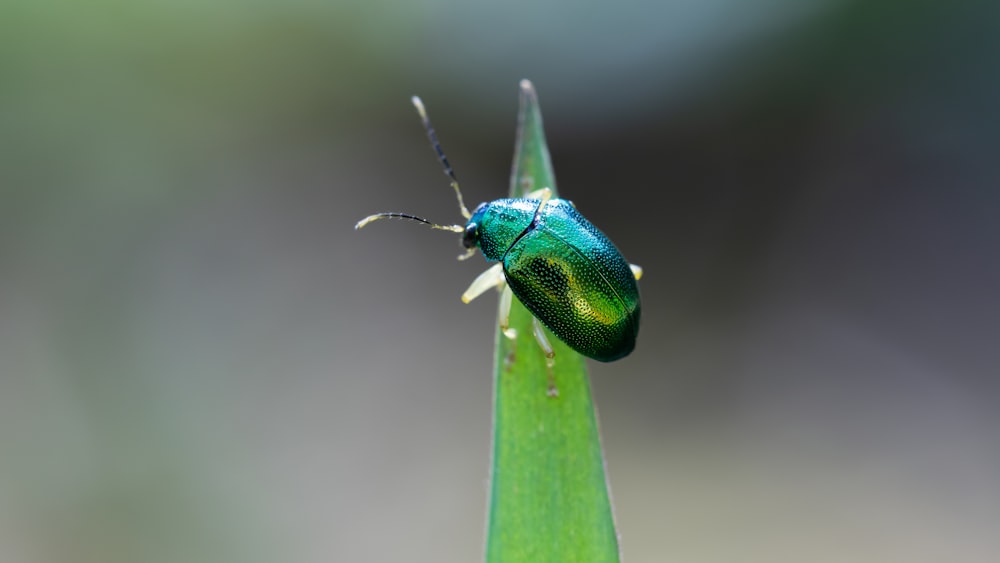 a green bug sitting on top of a green leaf