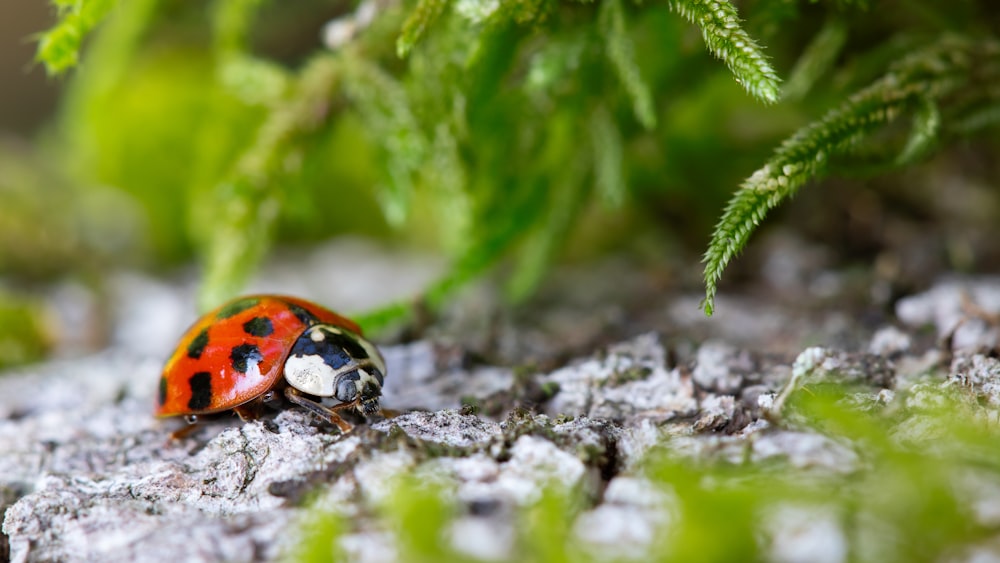 a red and black ladybug sitting on the ground