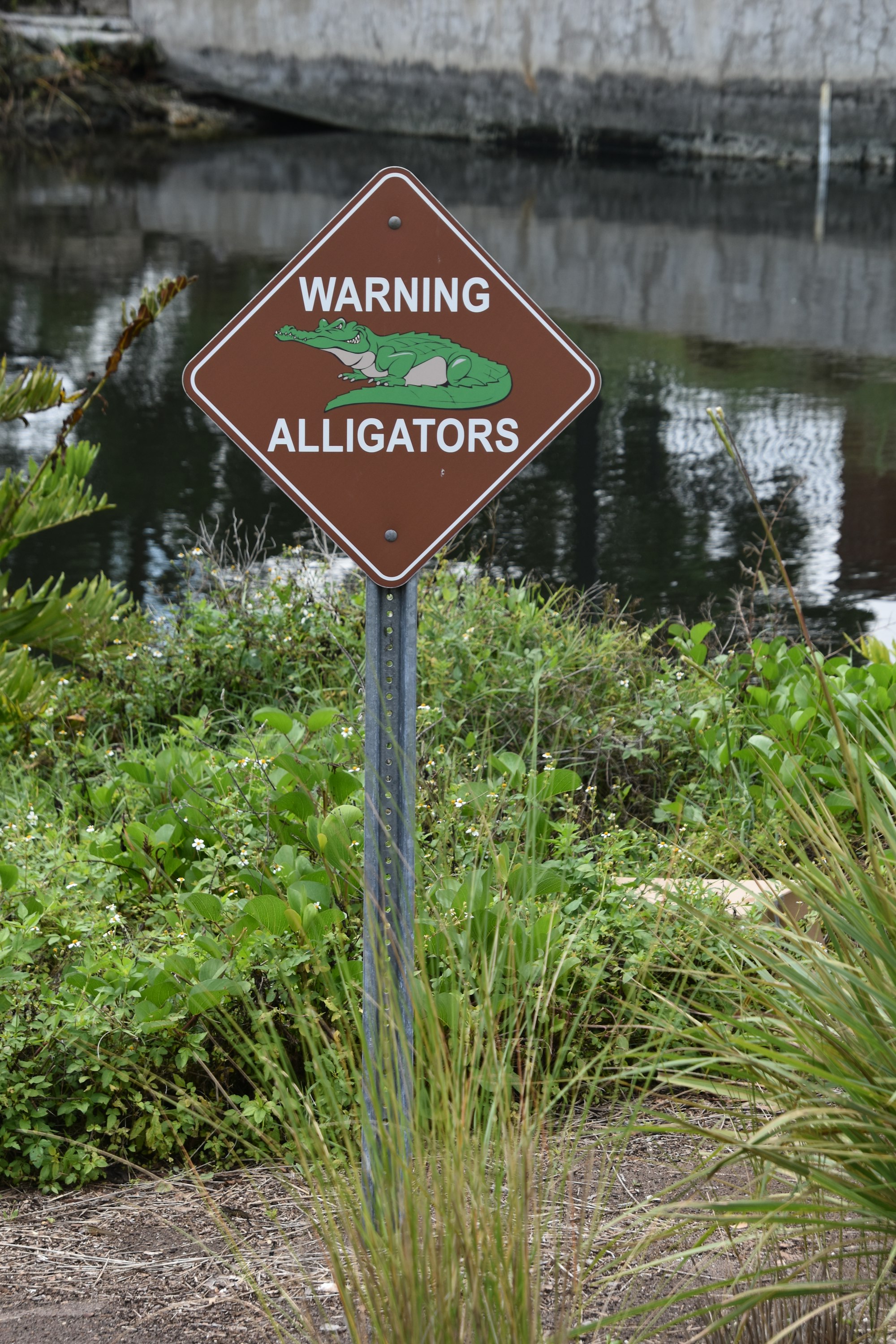 Warning Alligators