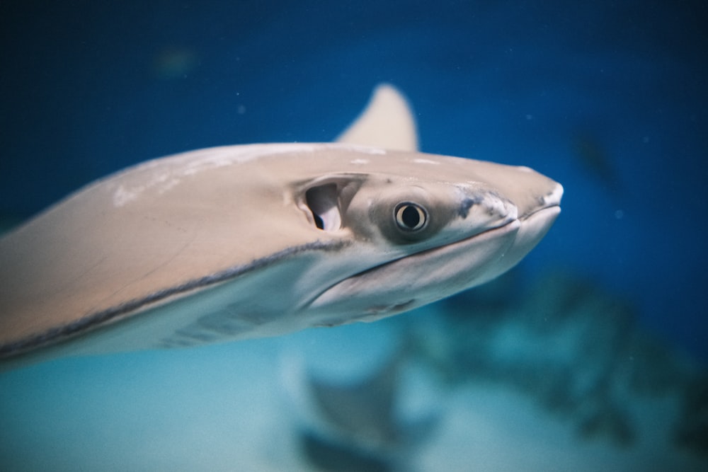 Nahaufnahme eines Fisches unter Wasser