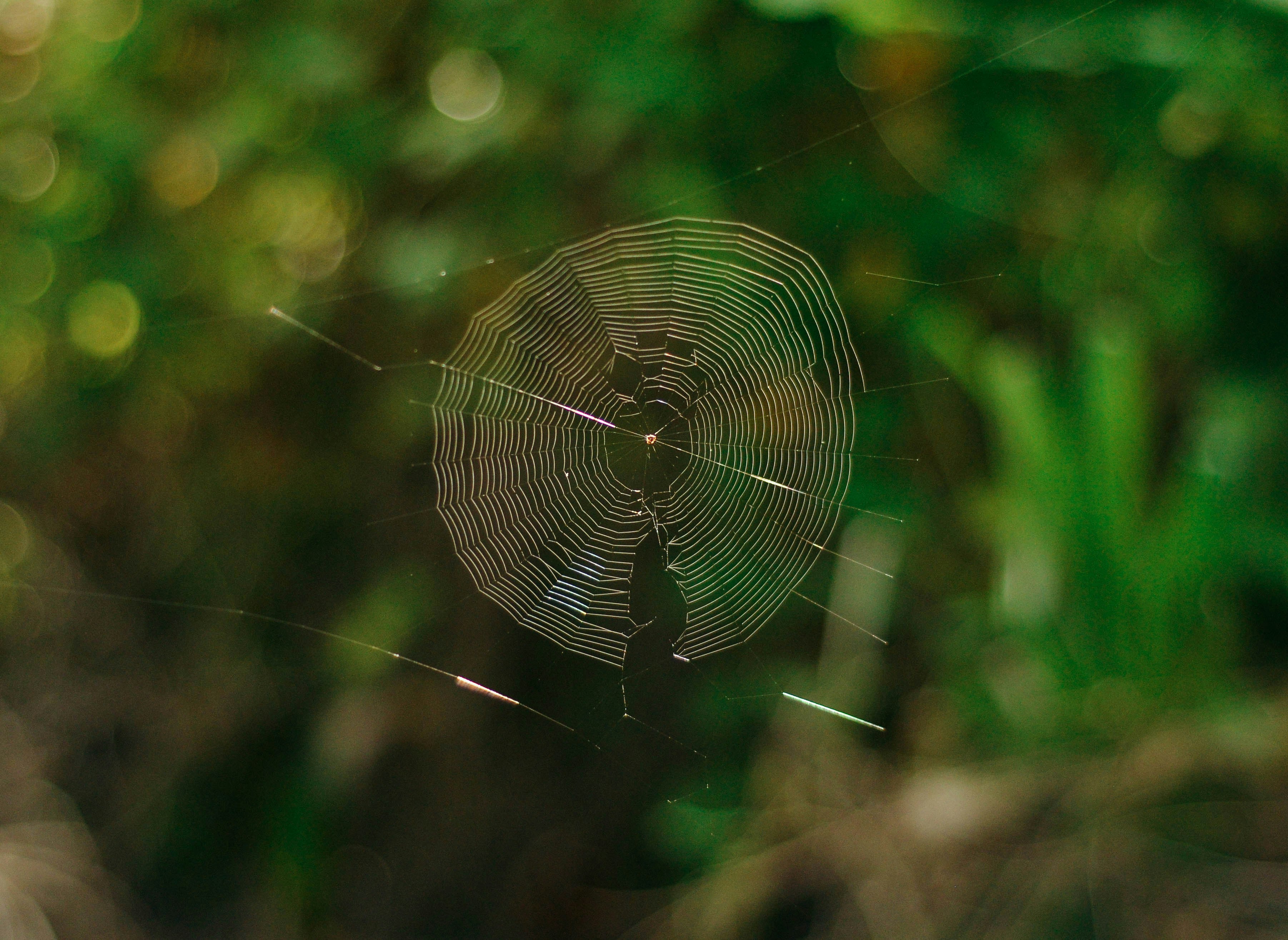 Photo by mishalibrahim