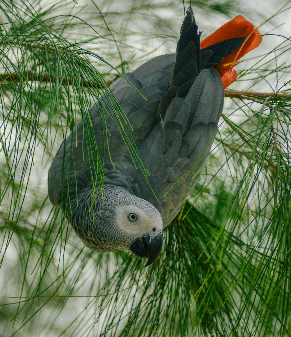 a parrot perched on top of a pine tree