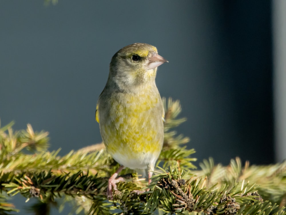 a small bird perched on top of a pine tree