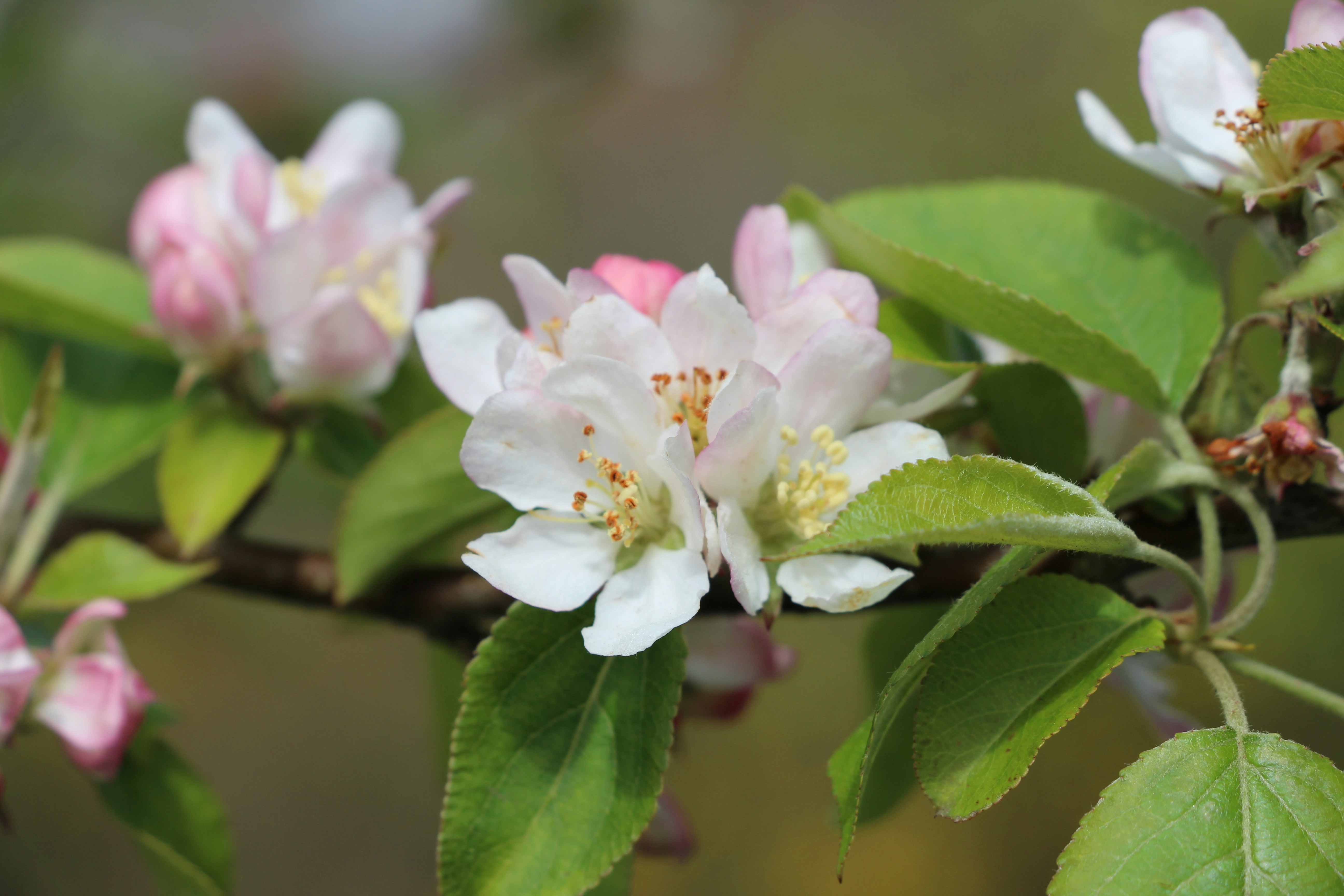 a close up of a flower on a tree branch