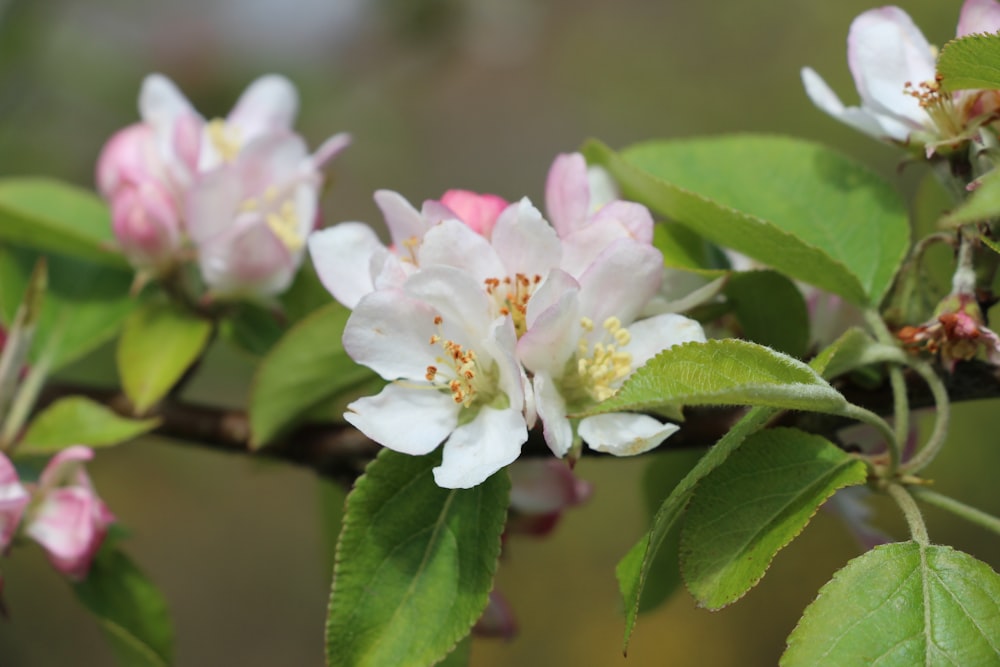 a close up of a flower on a tree branch